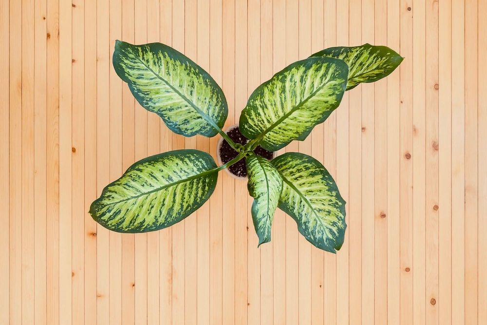 Диффенбахия пестрая