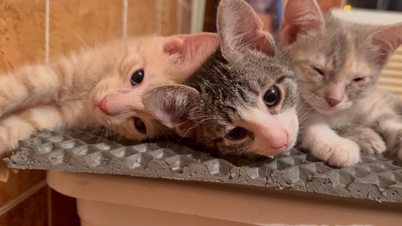 Котята в добрые руки