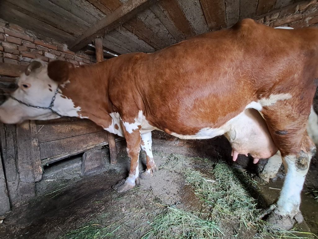 Vaca Bălțată Românească