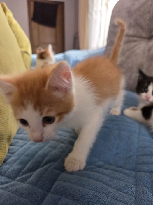 Отдам котят в добрые руки. 4 котёнка.