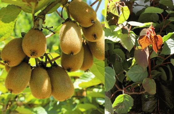 Pomi Fructiferi Exotici  soiuri de  kiwi