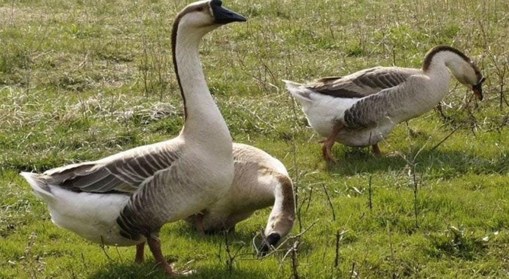 Vand Gaste Africane- Rasa Pura și Productiva !