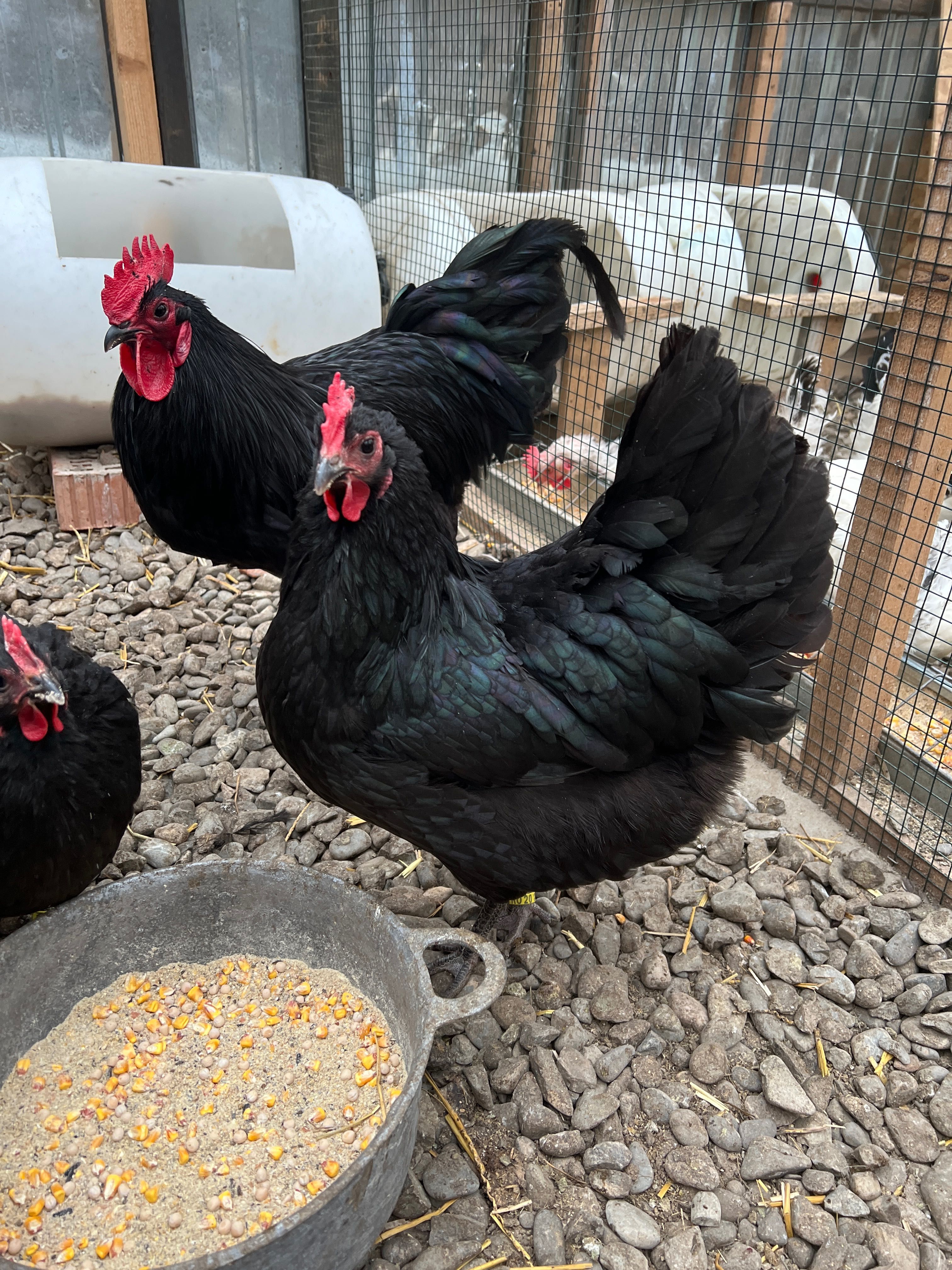 Ouă incubat Australorp Negru