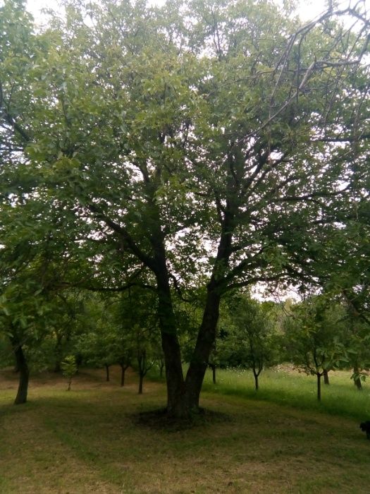 livada de pruni cu constructie in salaj