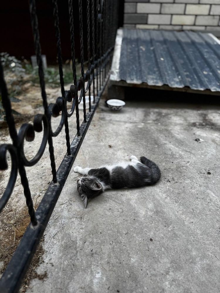 Котенок бездомный коасивый с необычным окрасом