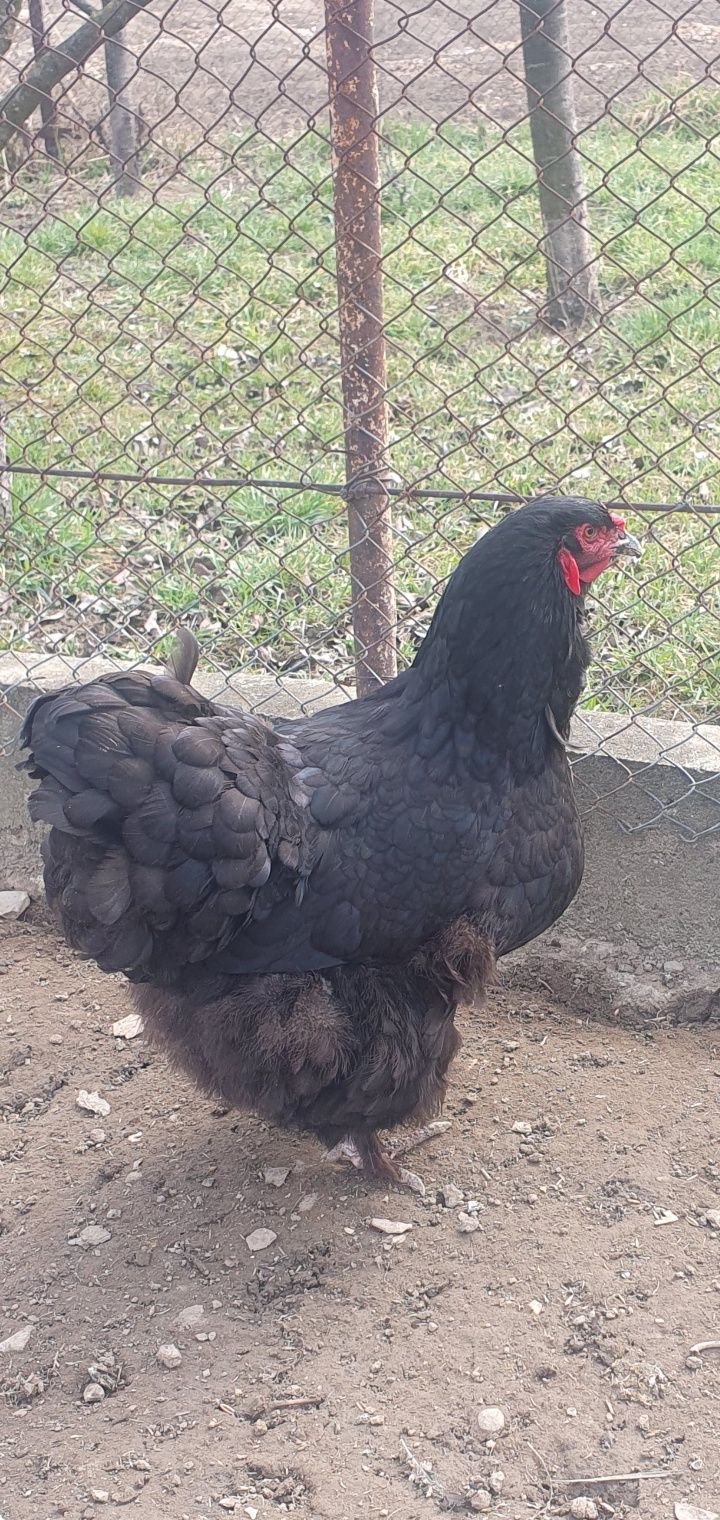 Cochinchina uriaș