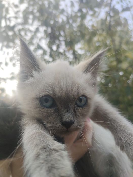 Котёнок девочка в добрые руки.
