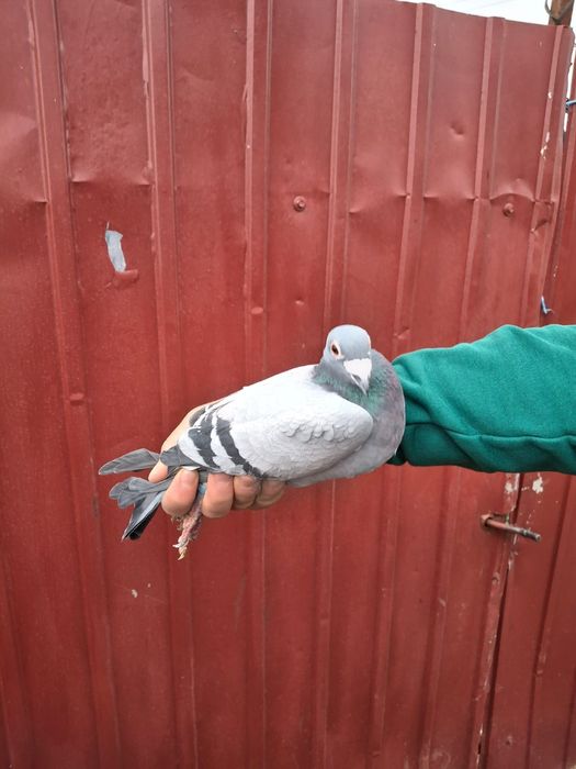 Vând porumbei cu pedigri masc