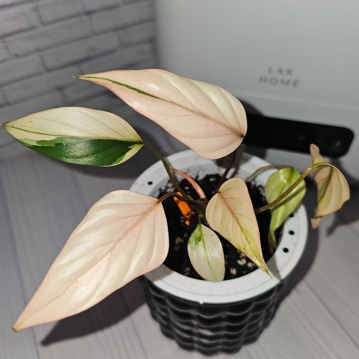 Распродажа. Хомаломена, хойи, камнеломки, пеперомия арбузная, эухарис.