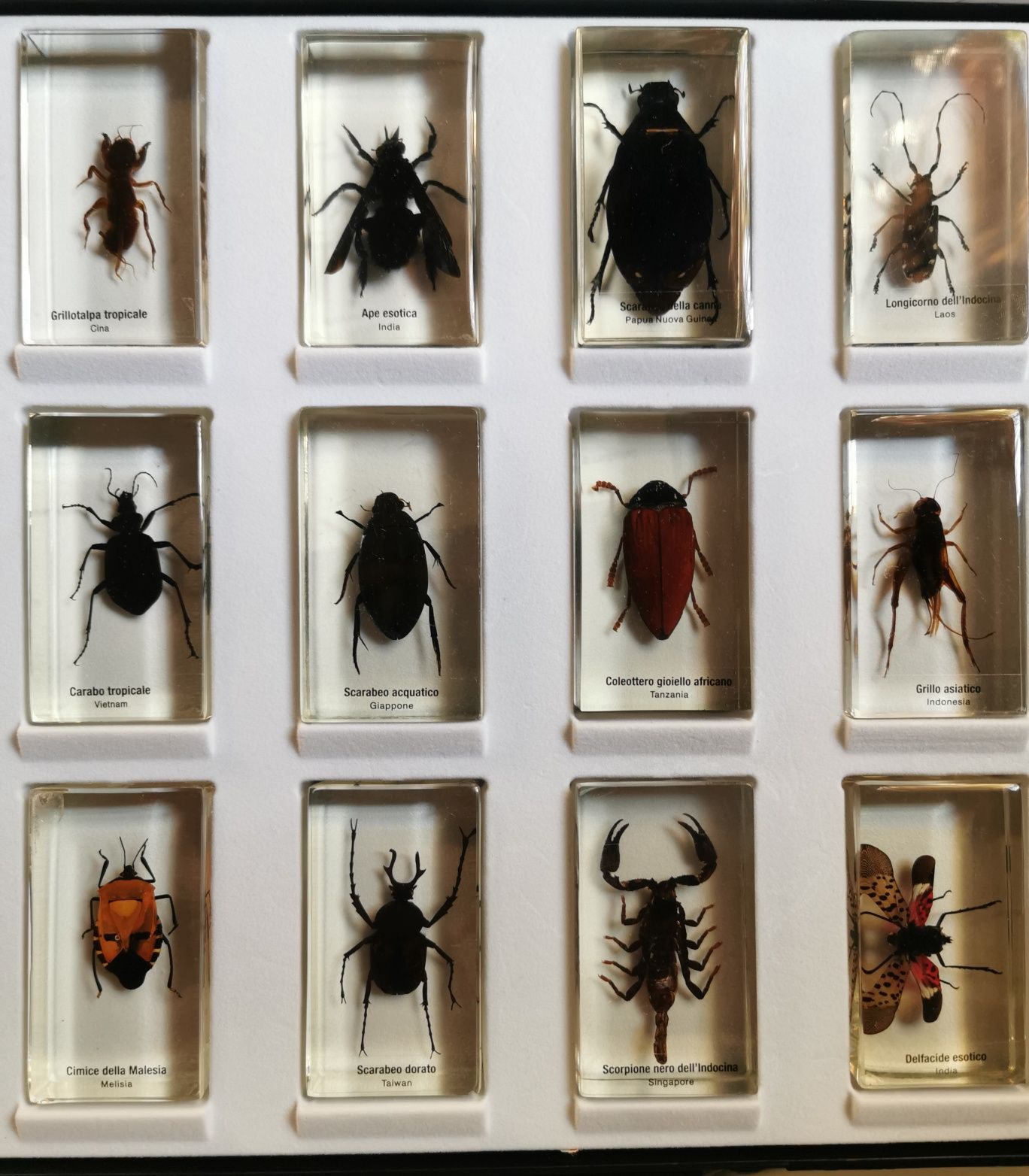 Vând Insecte De Colecție În Rășină