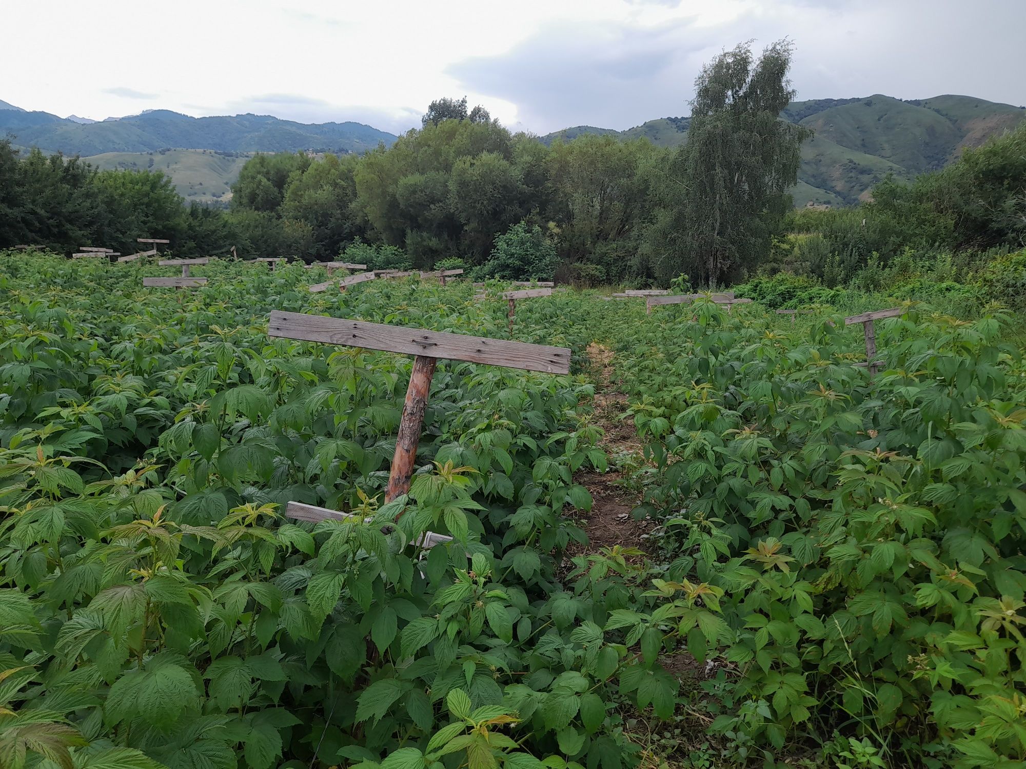 Продам саженцы малины полскои селексеи