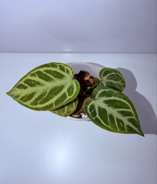 Антуриум, комнатные растения, комнатные цветы