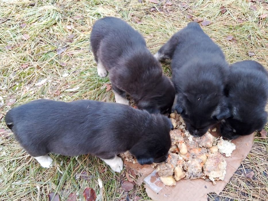 отдам щенят, четыре штуки, второй месяц,