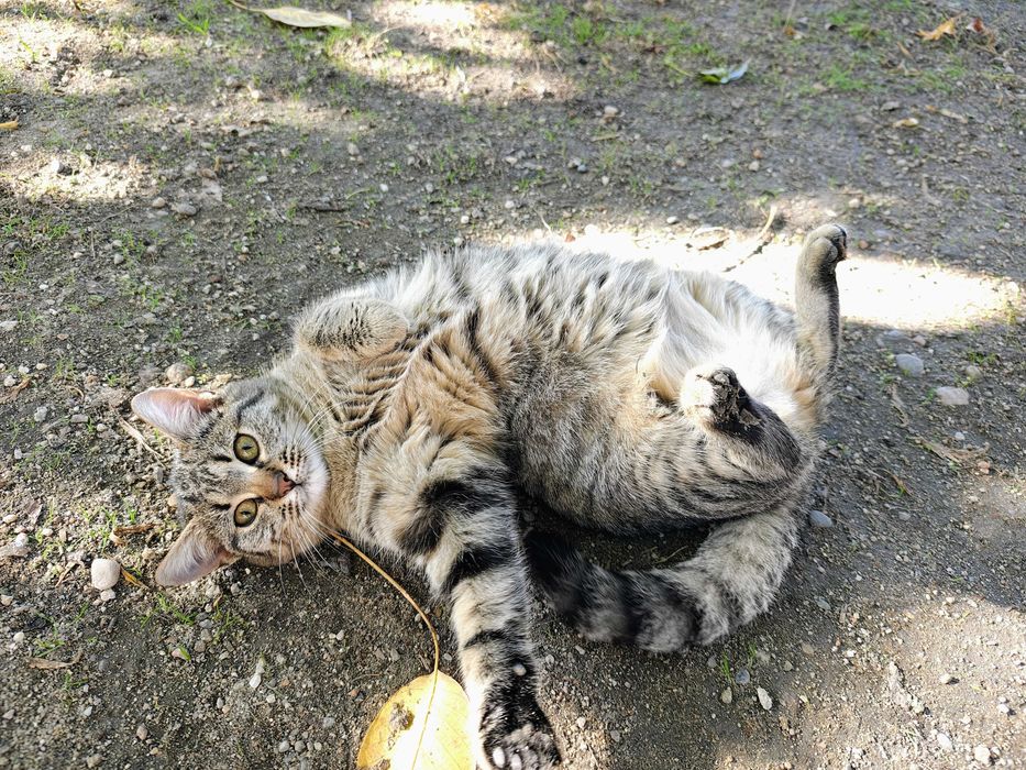 Pisicuta tigrata 5 luni spre adoptie