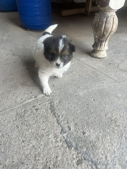 Kuchuk  xadiyaga beriladi