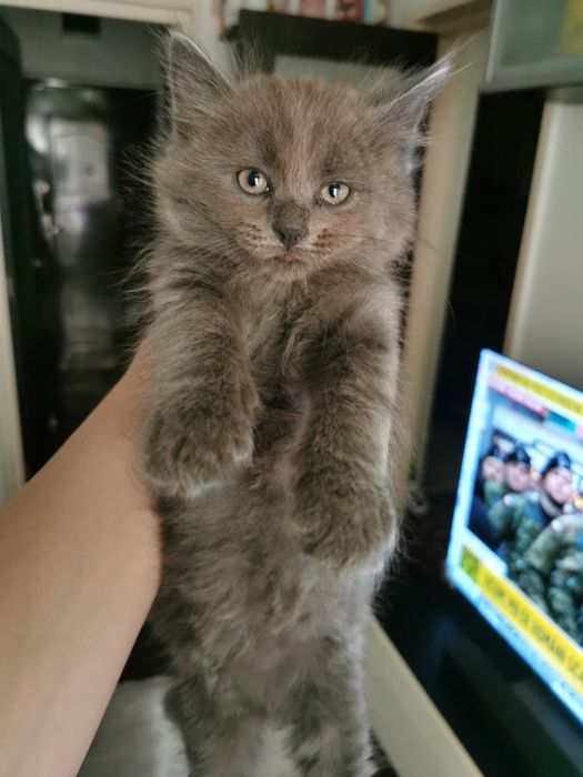 Vând pui de pisică Scottish straight