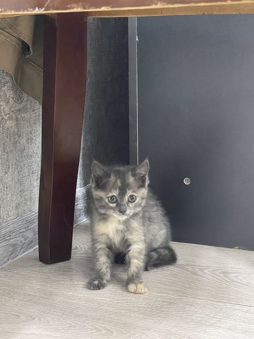 Бесплатно отдам Котенки