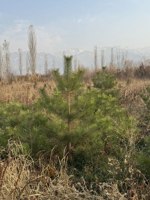 Кошеттер бар кез келген туры