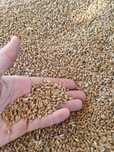 Grau Productie 2025 1 ron/kg