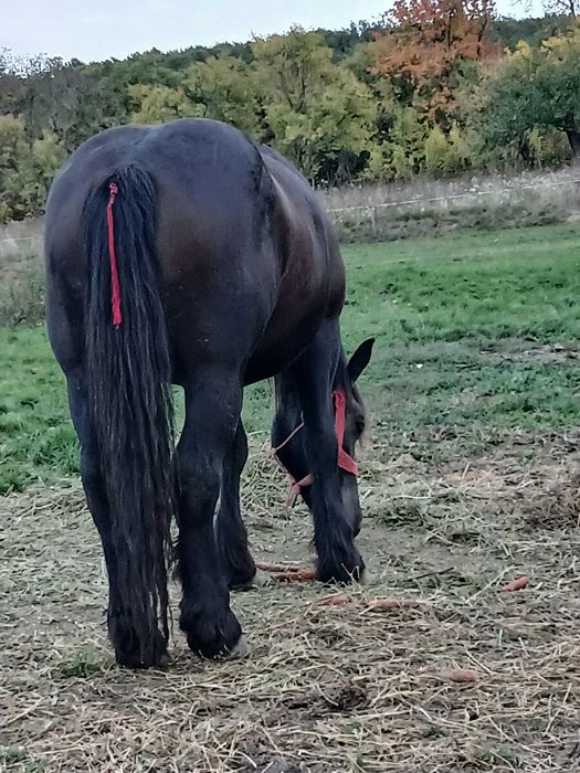 Manza de 3 ani gestanta