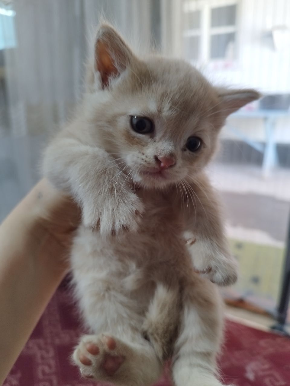 Отдам котят в хорошие руки