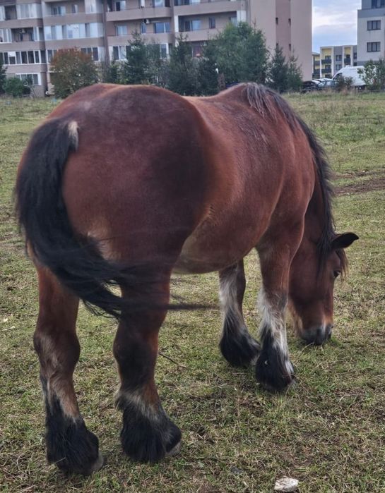 Iapă Ardeneză de vânzare
