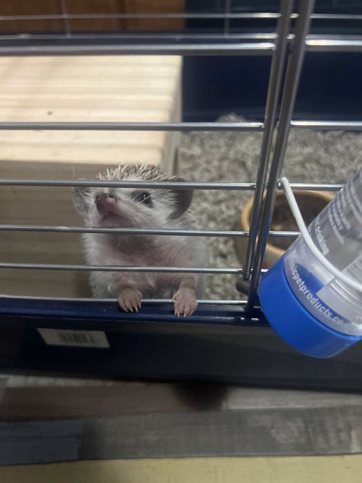 Arici African de vaznare 400 lei cu tot cu cusca si accesorii