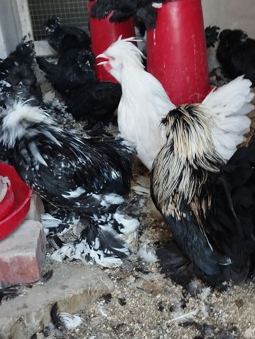 Карейски японкала сотилади. Зоти тоза.