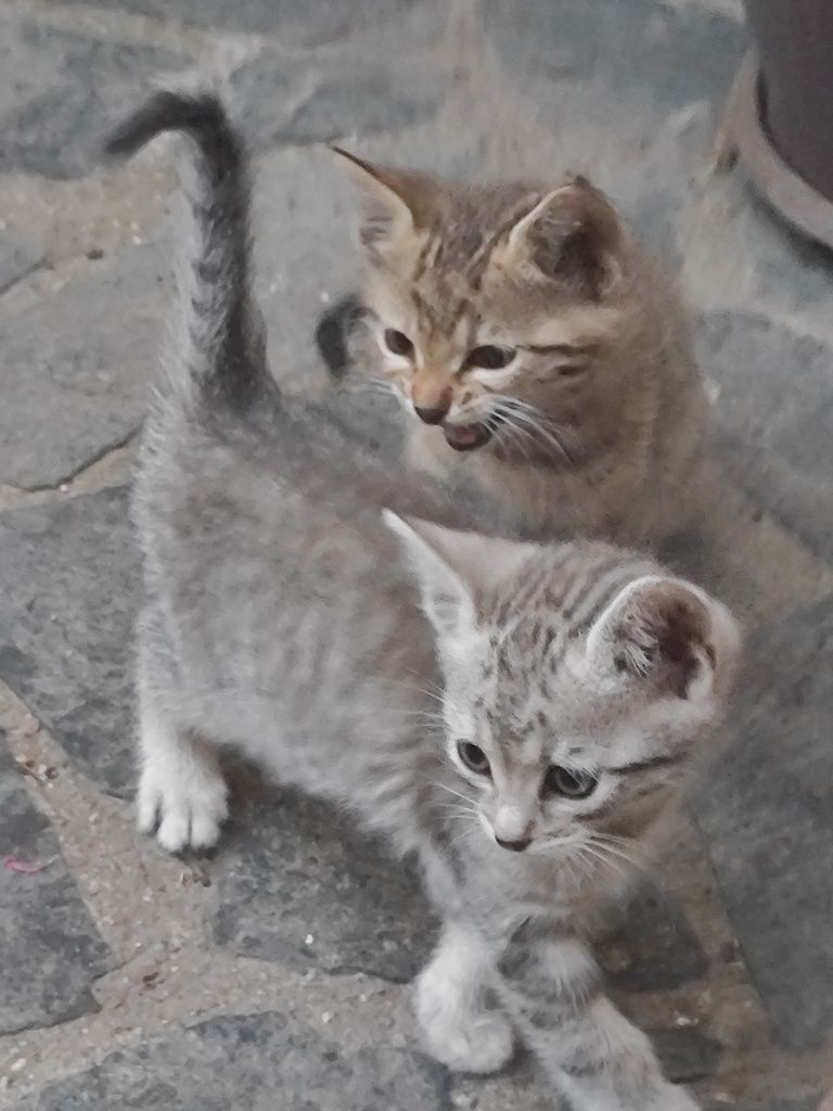 Подарявам 4 котета