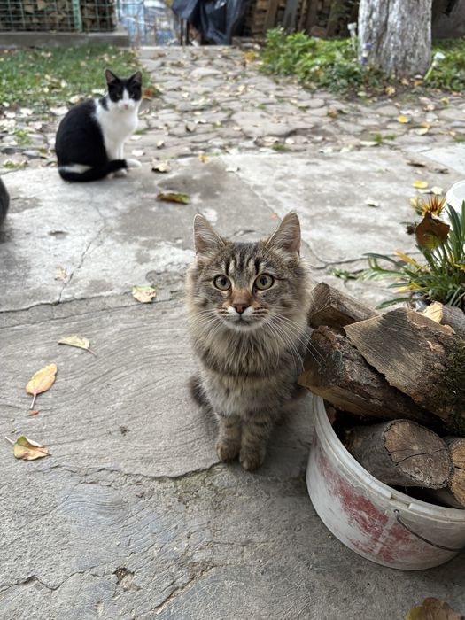 donez 5 puiuti de pisicuță