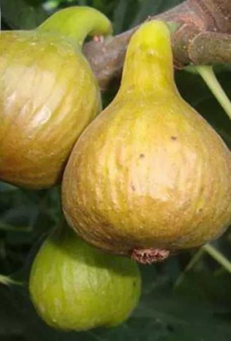 Smochin Francesca ( Ficus Carica Francesca ) ghiveci 2L, h 60 - 90cm