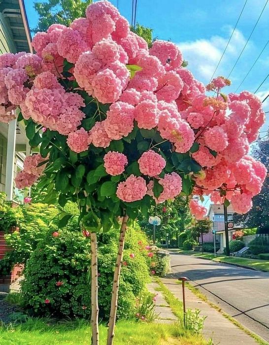 Hortensi de Tip Pomisor (10 Culori Disponibile )