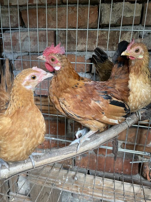 Gainusi Pitice , tineret