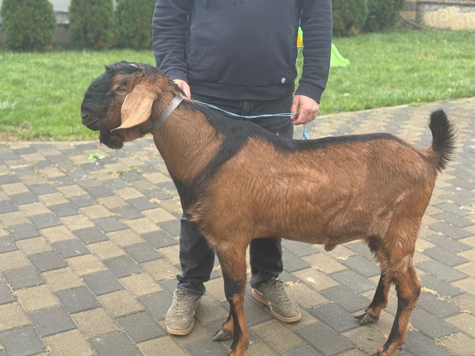 Tap anglonubian 1 an si 2 luni