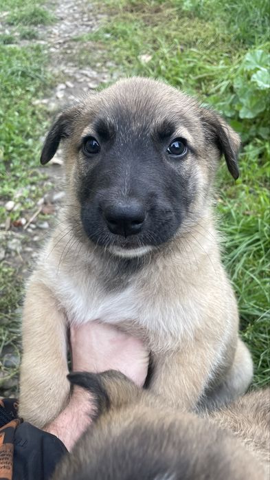Dau spre adoptie catei
