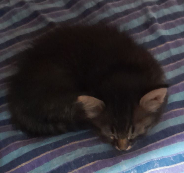 Котята в самые любящие руки