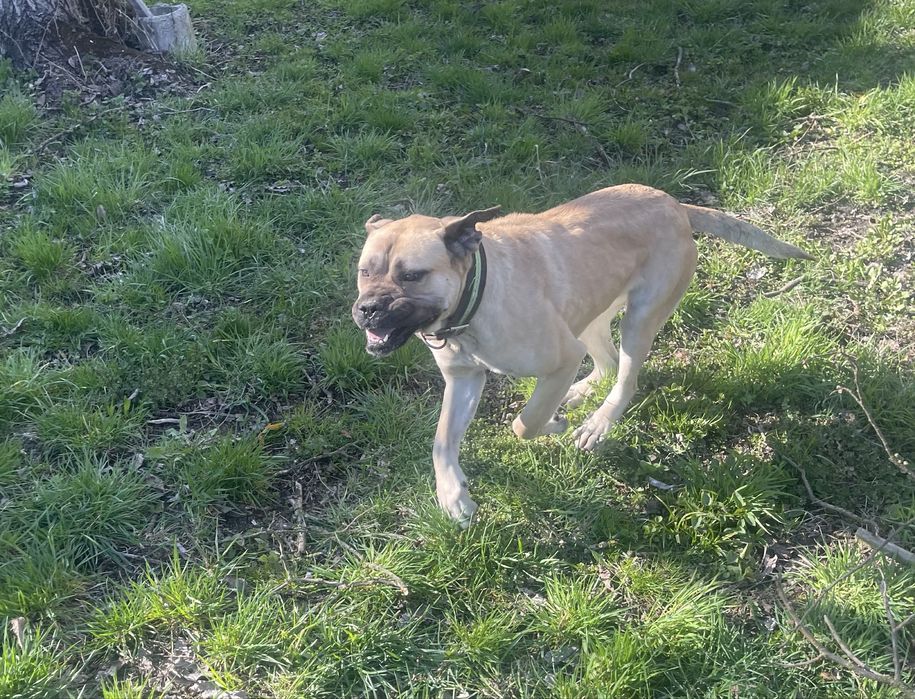 Donez femela cane corso