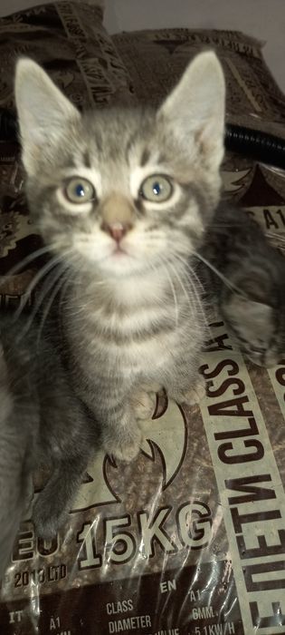 Подарявам много хубави котета!