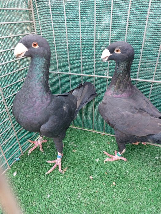 Voiajori Germani disponibili