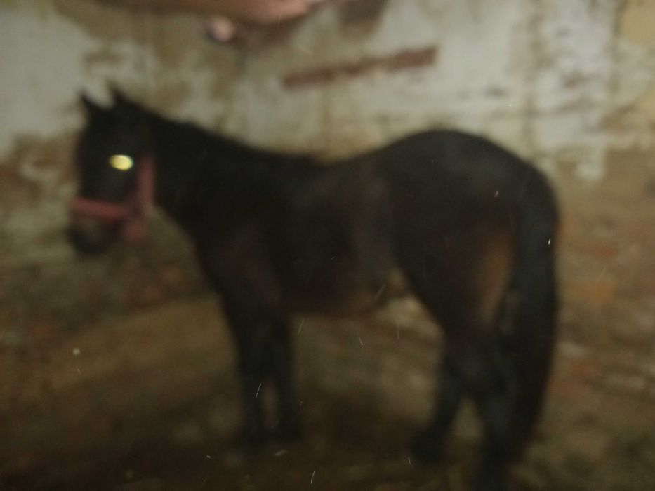 Vand manaza mai multe detali la telefon  manza nu este a mea