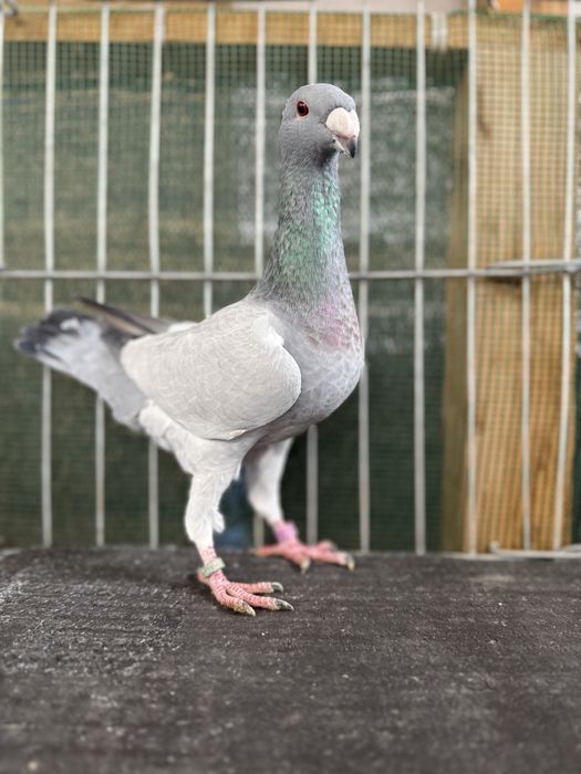 Voiajori germani Barless