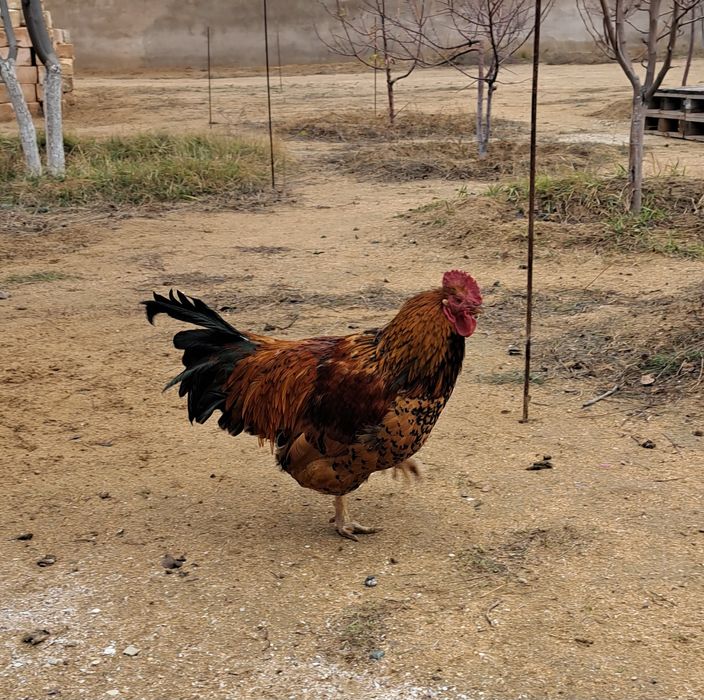 Продаю молодого петуха + 1 курочку