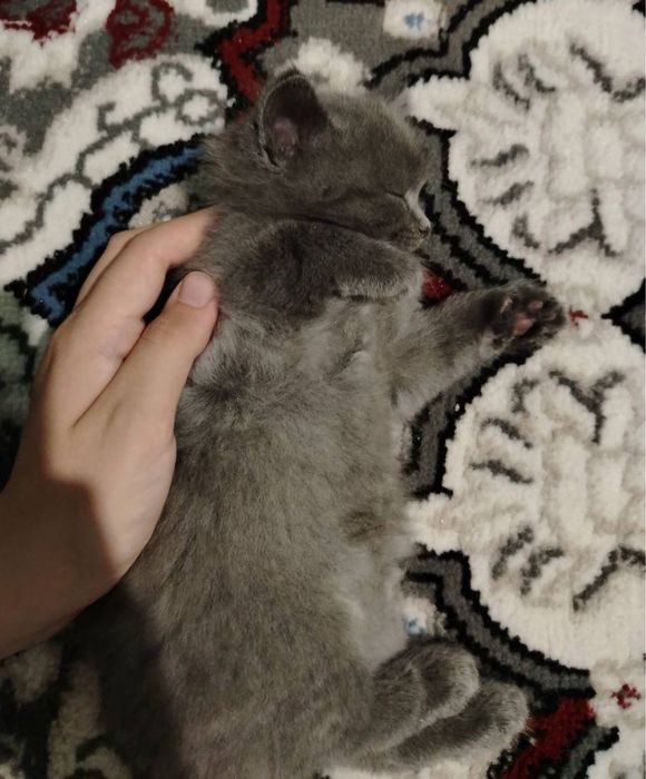 Британские длинношерстные котята