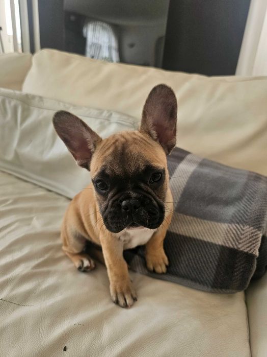 Френски булдочета