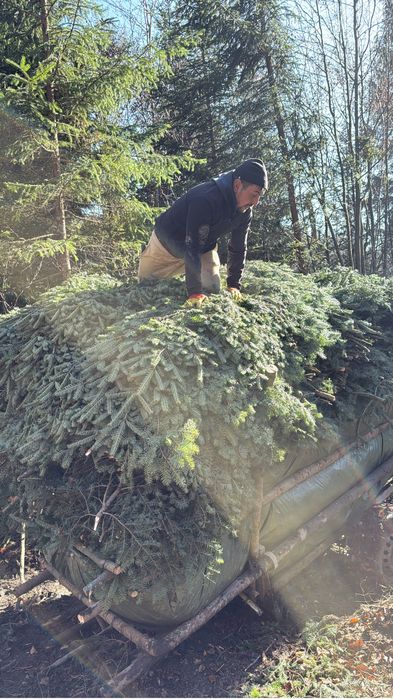 Vand cetina de brad si coronite en-gros