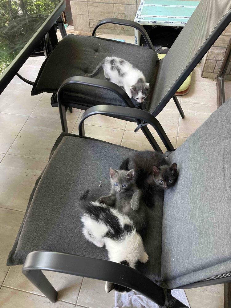 Подарявам 4 котенца