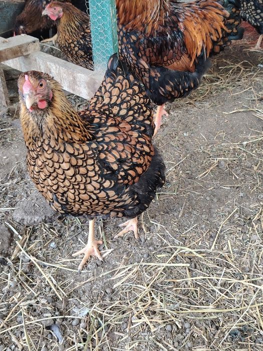 Familii de Wyandotte,si Sussex