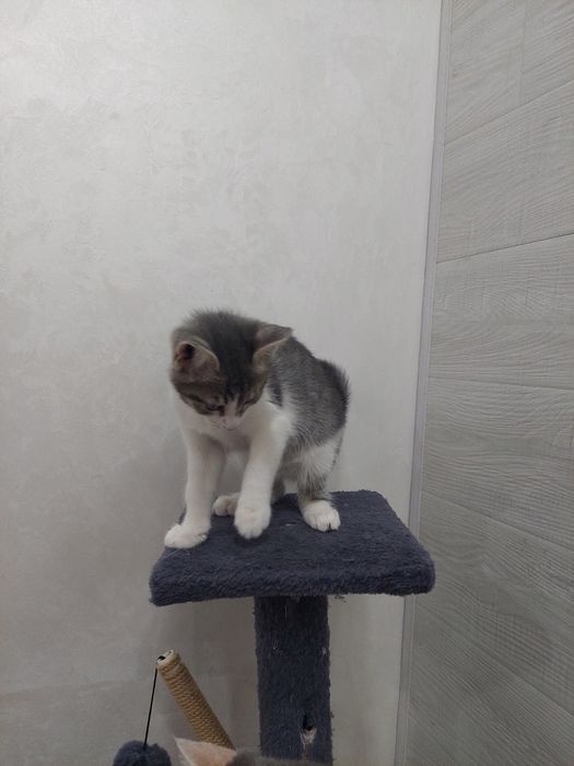 Котенок мальчик 2 месяца Ташкент