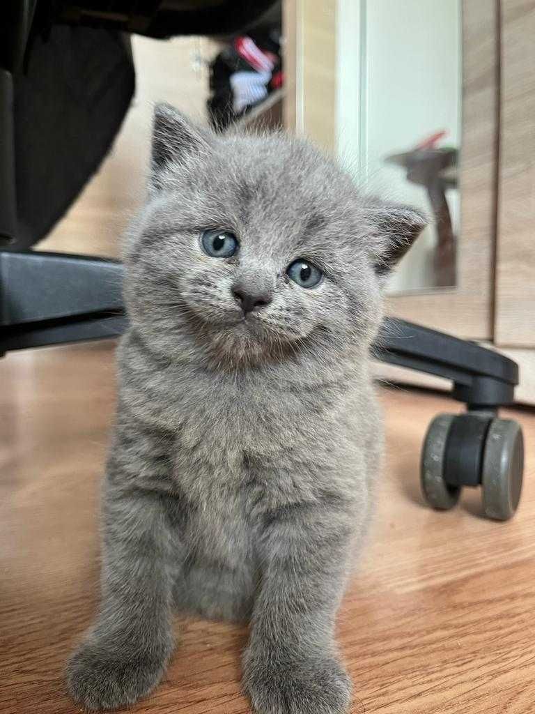 British Shorthair Blue