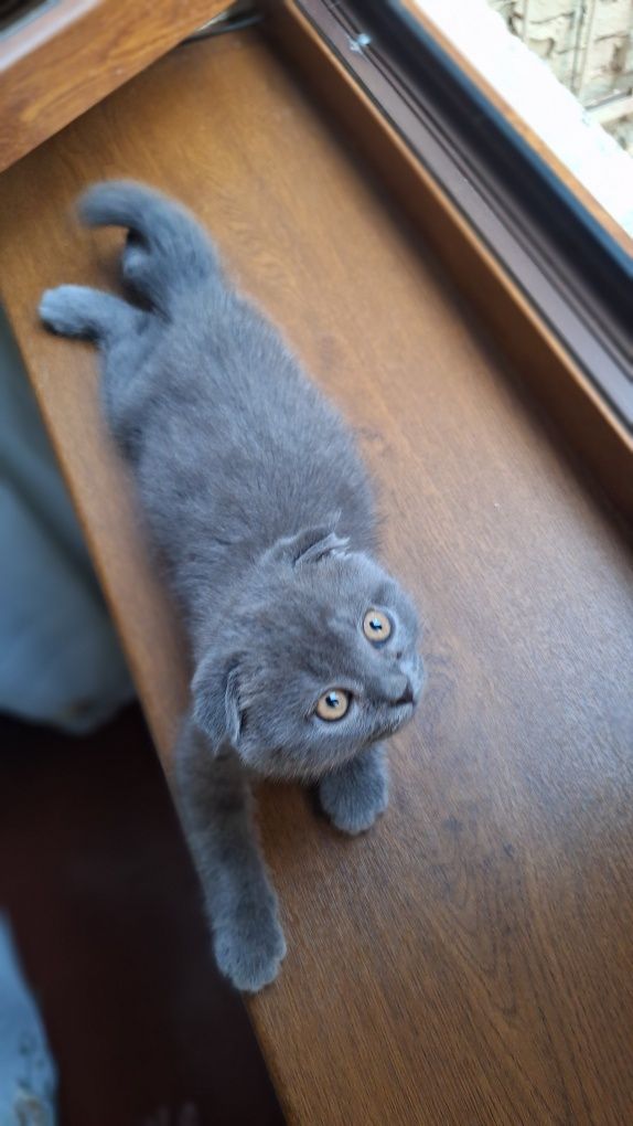 Продаётся котёнок